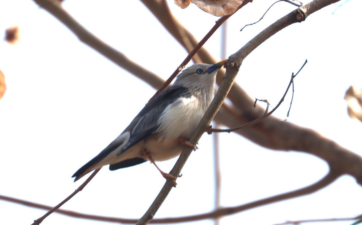 Chestnut-tailed Starling - 尤 俊華