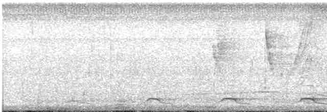 Trogon à queue noire - ML617180113