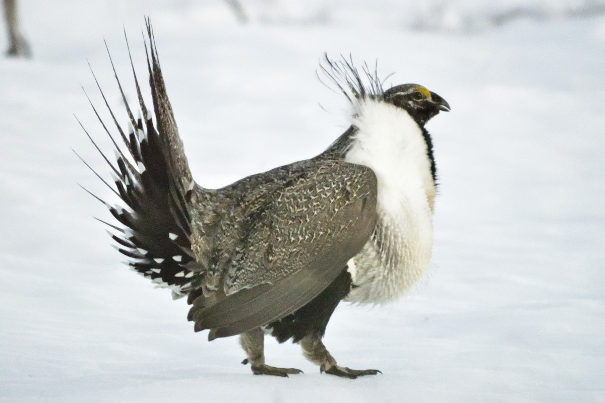 Greater Sage-Grouse - ML617180134