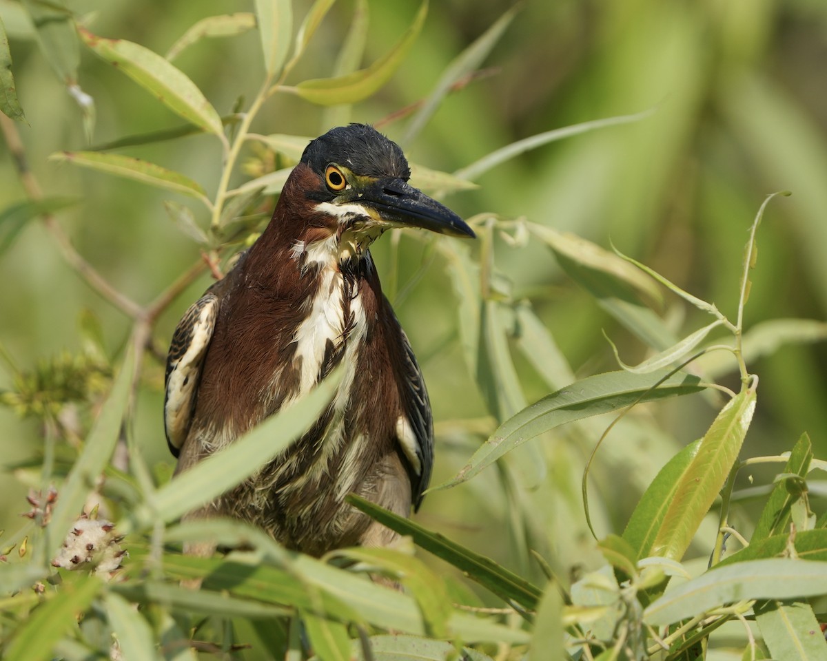 eBird Checklist - 10 Apr 2024 - Red Bug Slough Preserve - 33 species