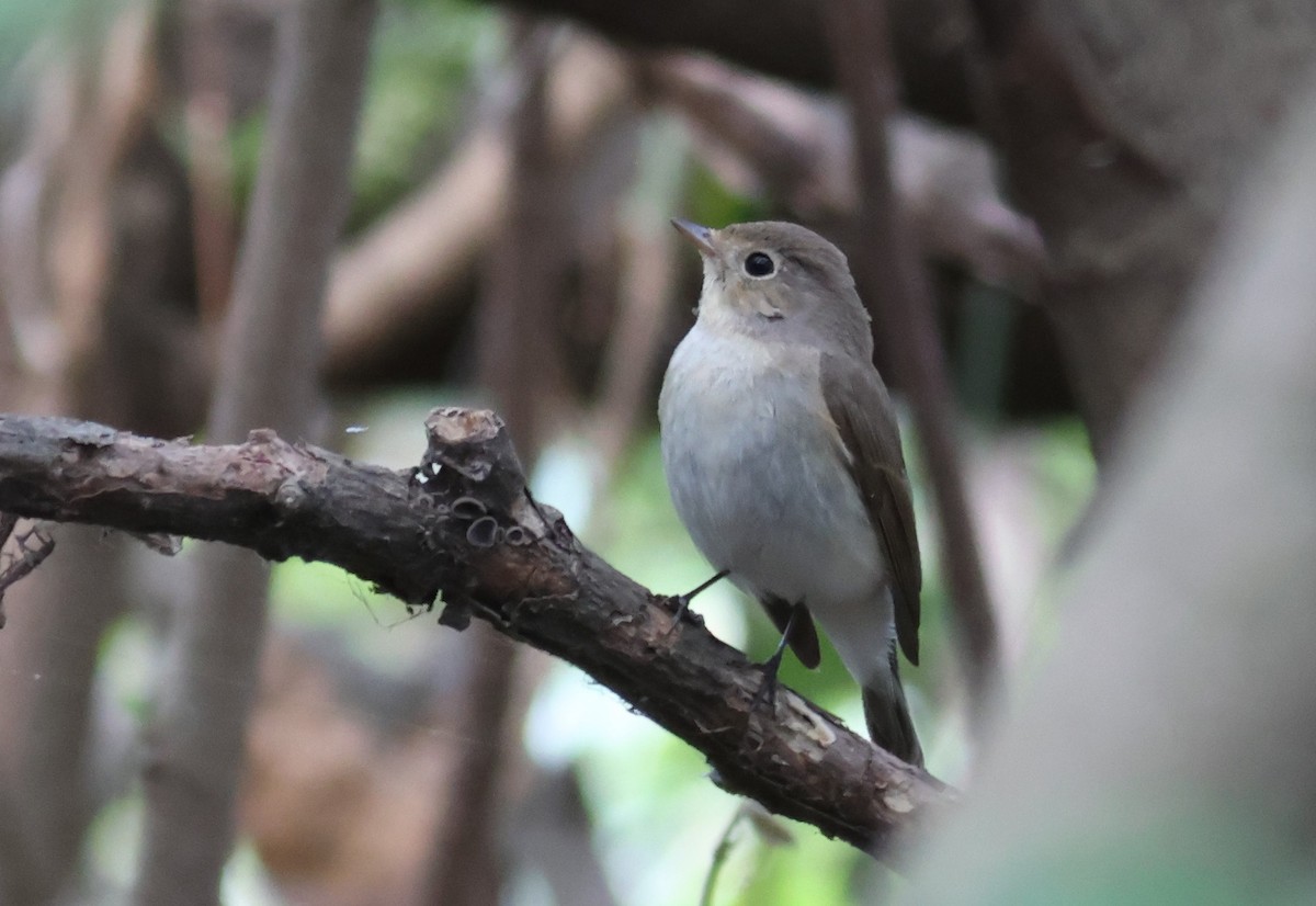 Red-breasted Flycatcher - ML617180162