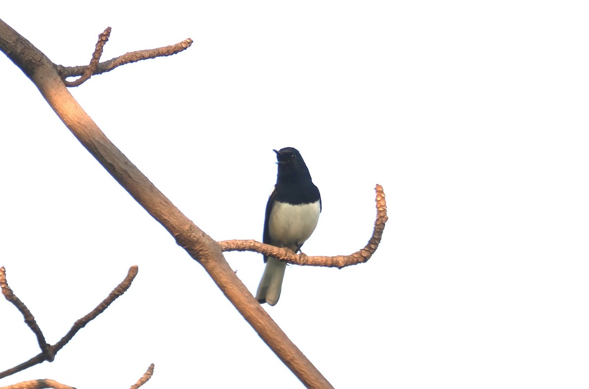 Oriental Magpie-Robin - ML617180181