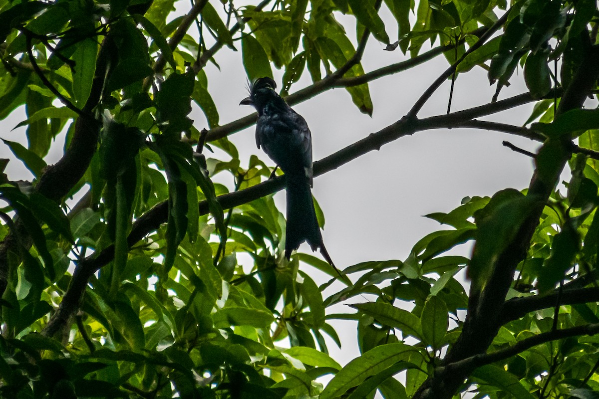 Greater Racket-tailed Drongo - ML61718021