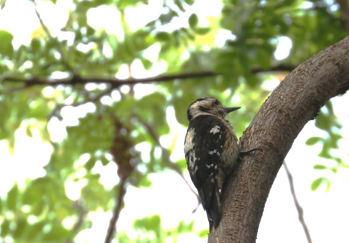 Gray-capped Pygmy Woodpecker - 尤 俊華