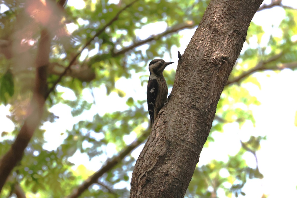 Gray-capped Pygmy Woodpecker - ML617180221