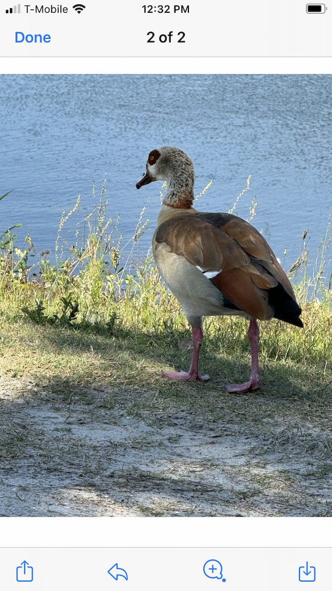 Egyptian Goose - fide  R.Smith