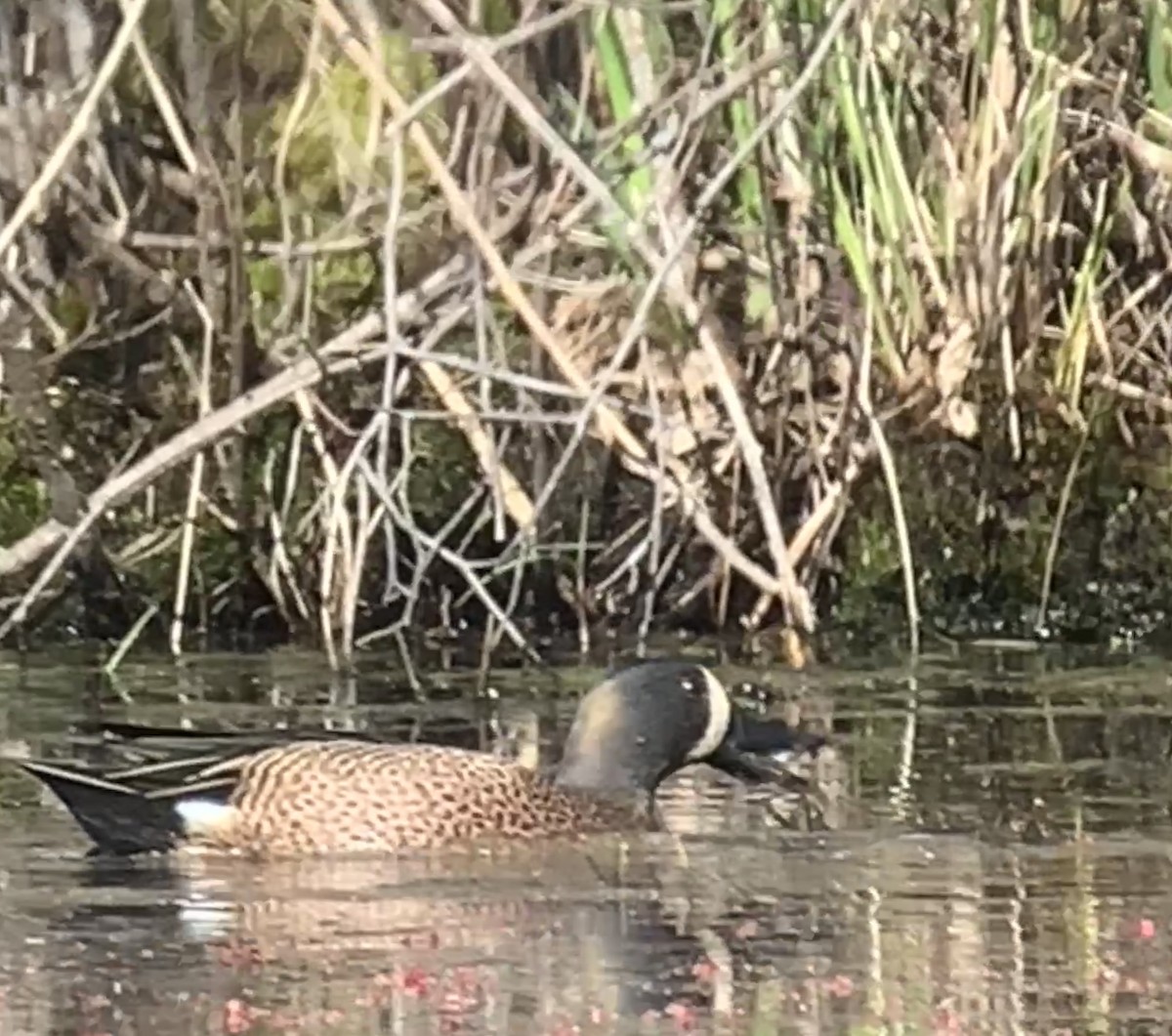 Blue-winged Teal - ML617180479