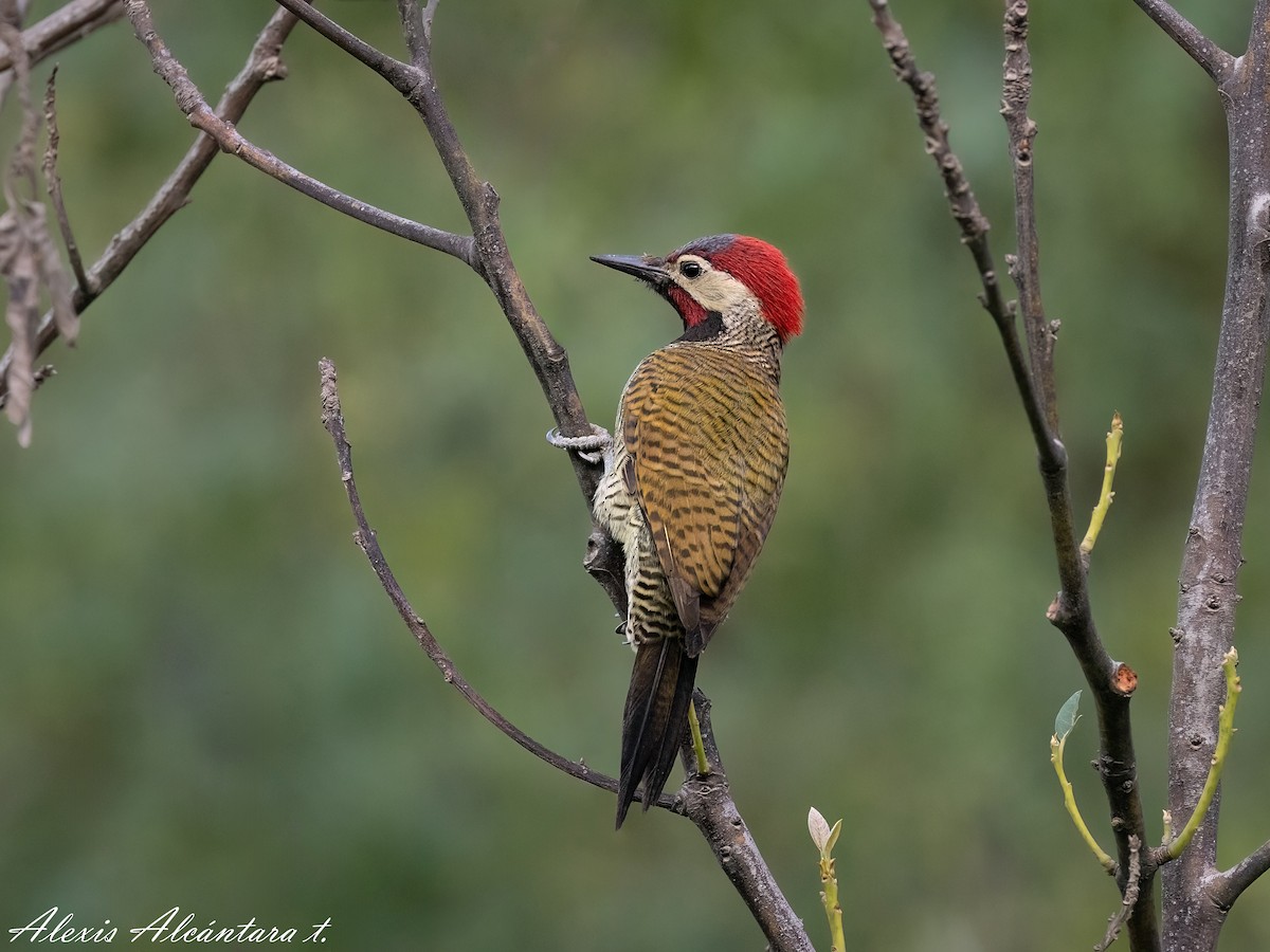 Black-necked Woodpecker - ML617180544