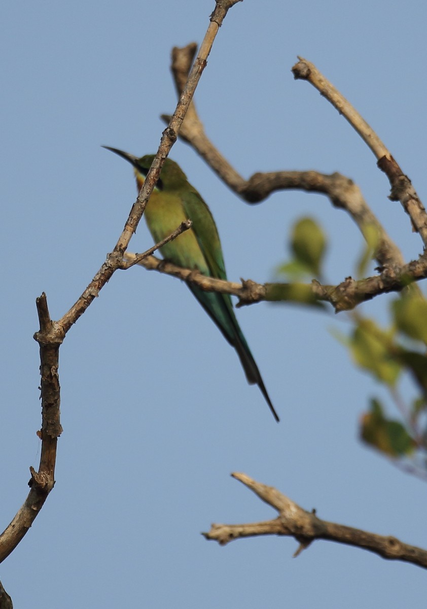 Blue-tailed Bee-eater - ML617180552