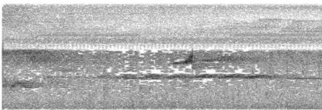 holub pásochvostý - ML617180568