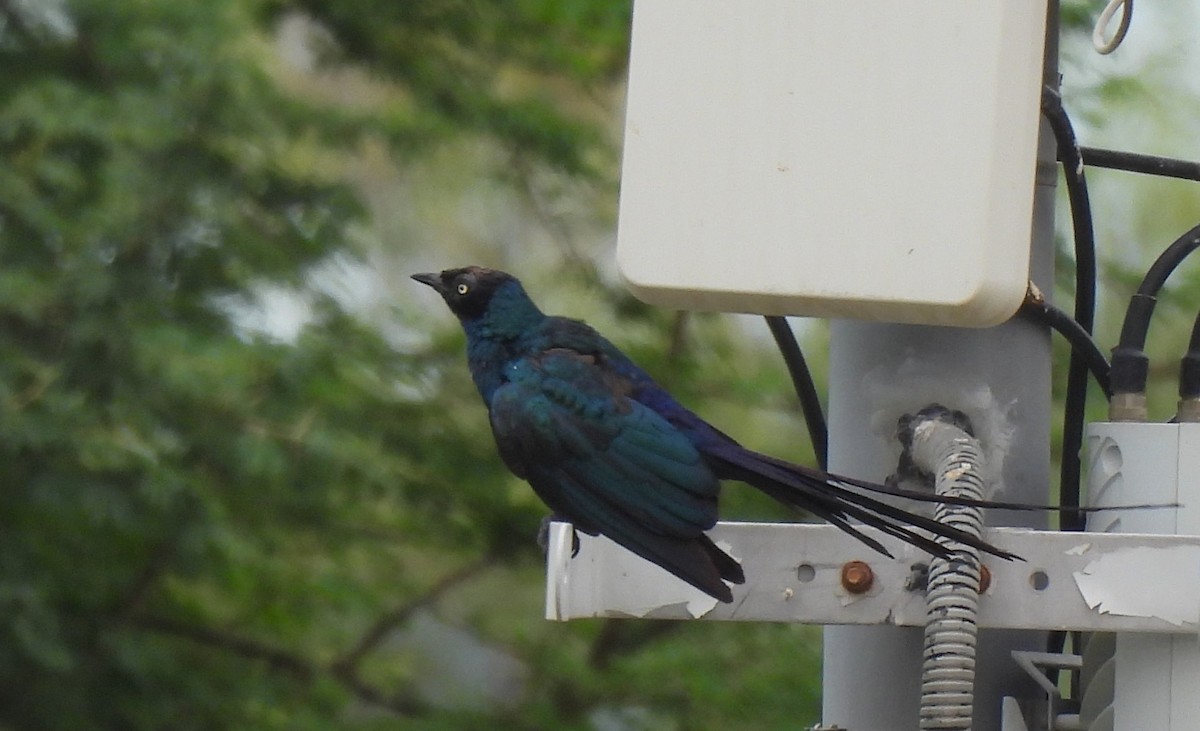 Long-tailed Glossy Starling - ML617180617