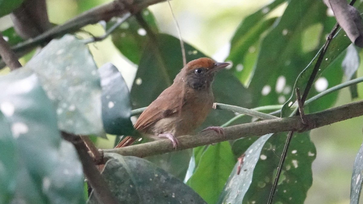 Tawny-crowned Greenlet - ML617180779