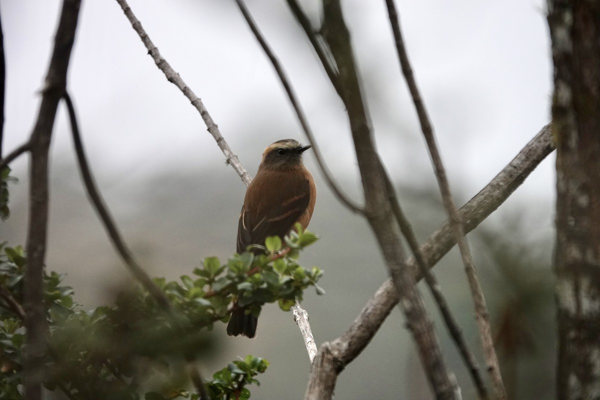 Brown-backed Chat-Tyrant - ML617180786