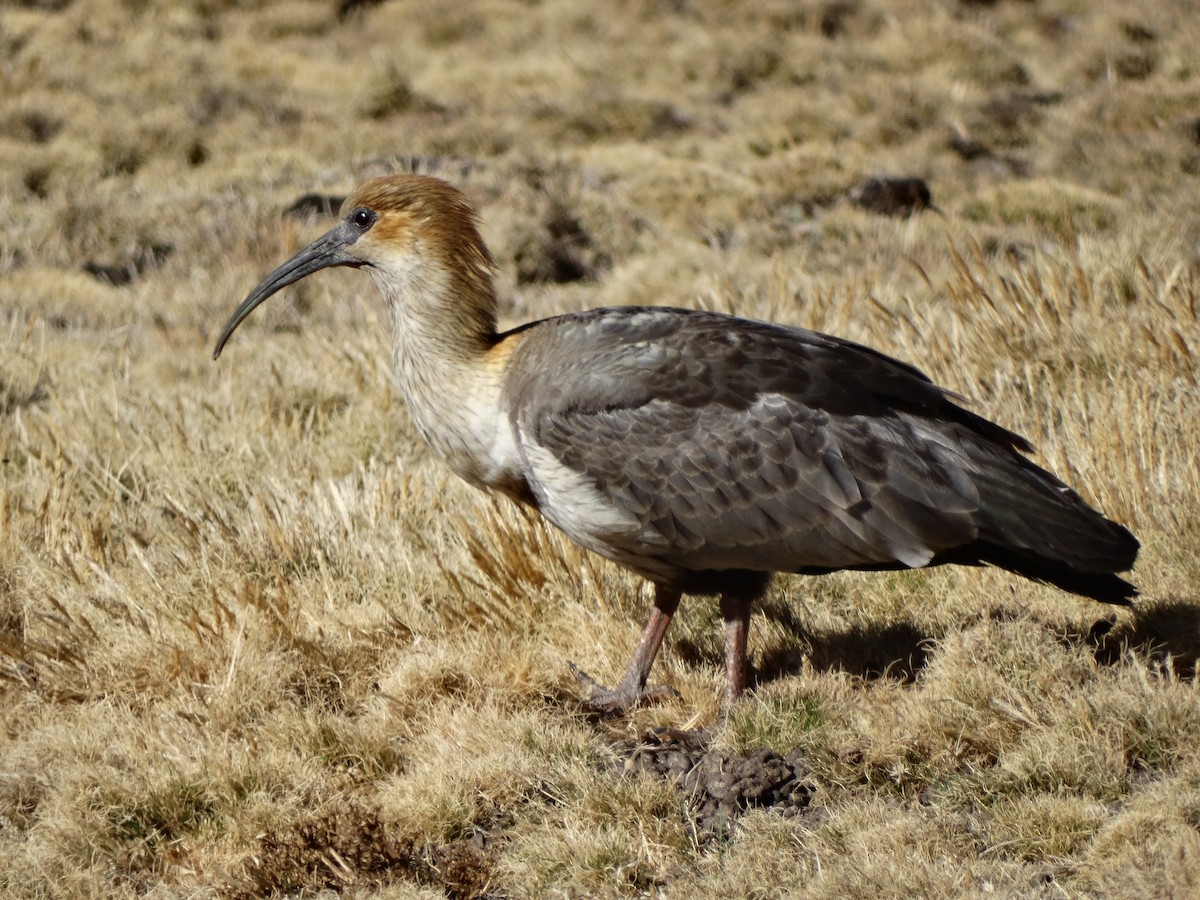 ibis šedokřídlý - ML617180791