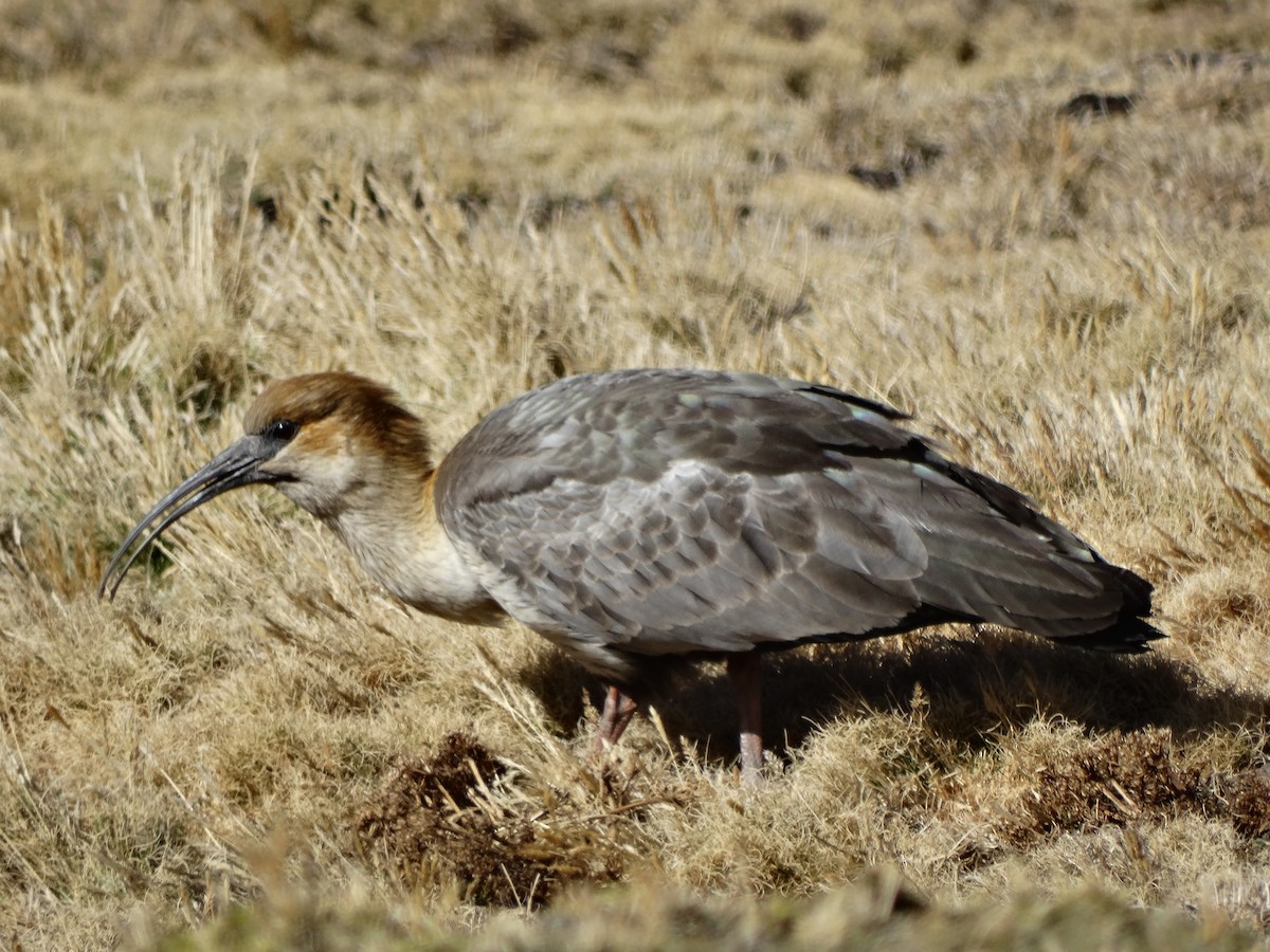 ibis šedokřídlý - ML617180792