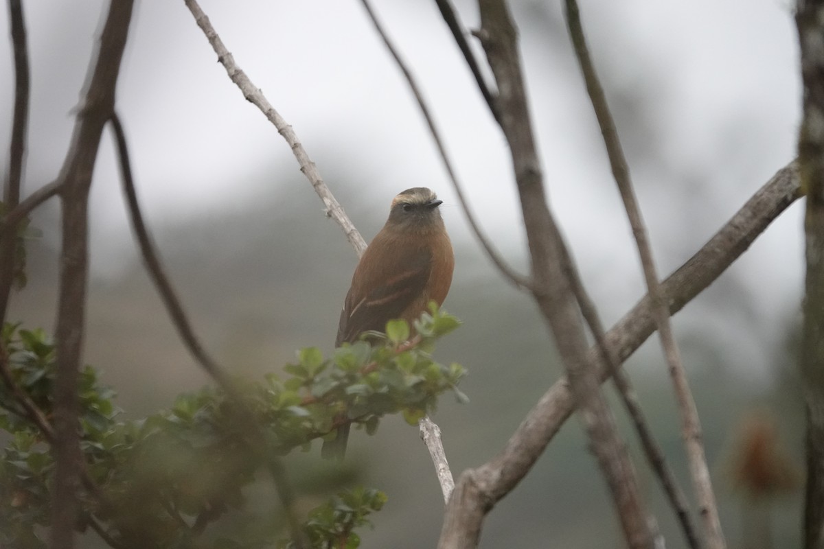 Brown-backed Chat-Tyrant - ML617180796