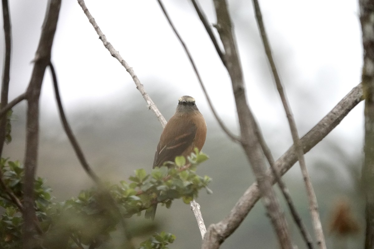 Brown-backed Chat-Tyrant - ML617180804
