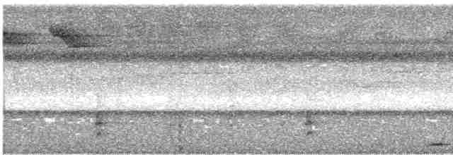 Phapitréron à oreillons blancs - ML617180865