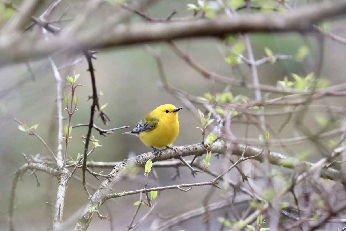 Prothonotary Warbler - ML617180887
