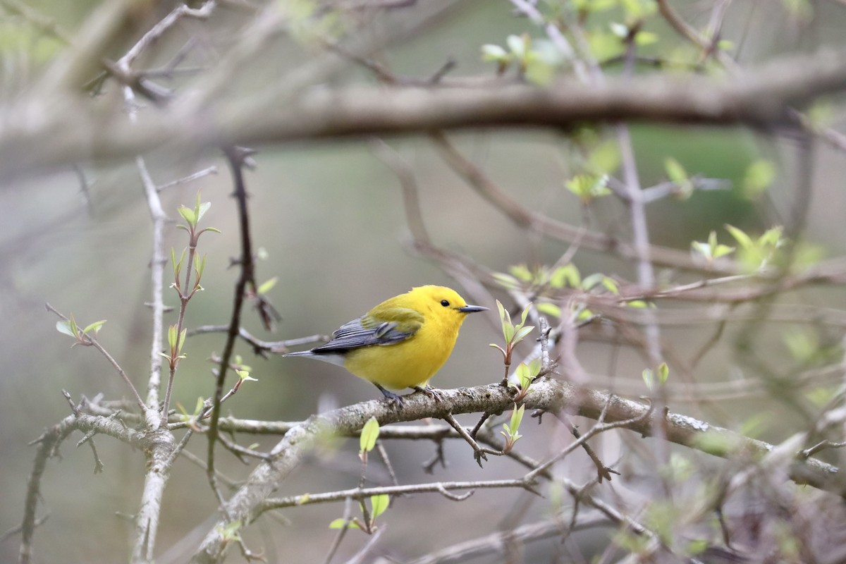 Prothonotary Warbler - ML617180888