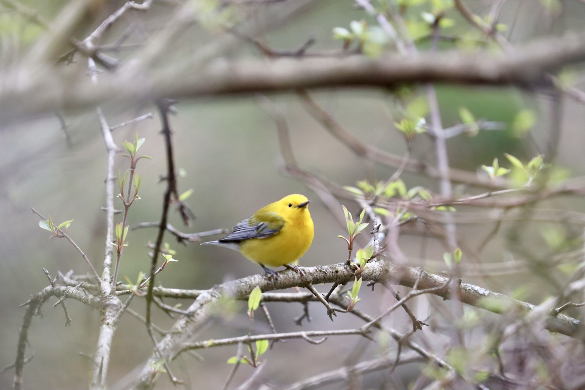 Prothonotary Warbler - ML617180889