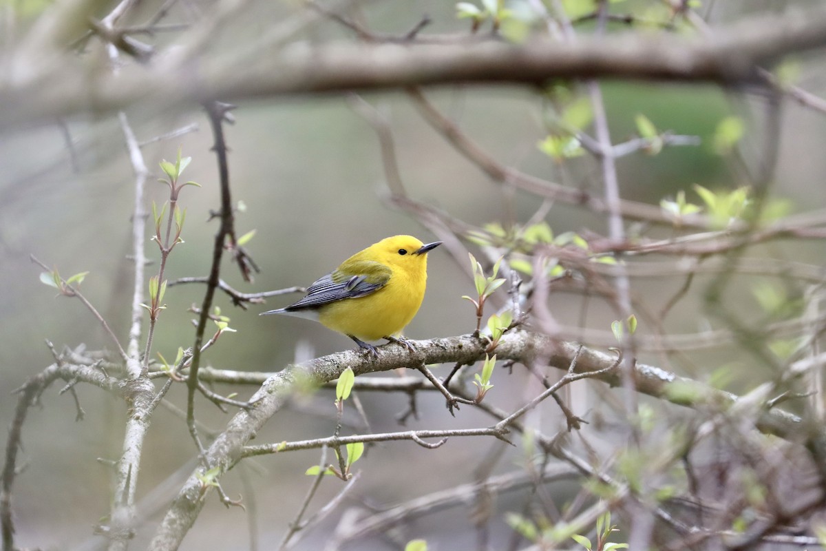Prothonotary Warbler - ML617180890