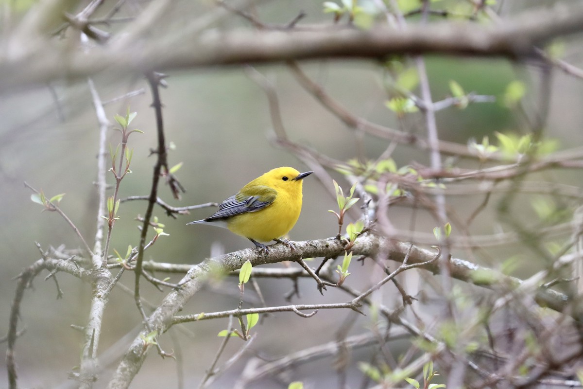 Prothonotary Warbler - ML617180891