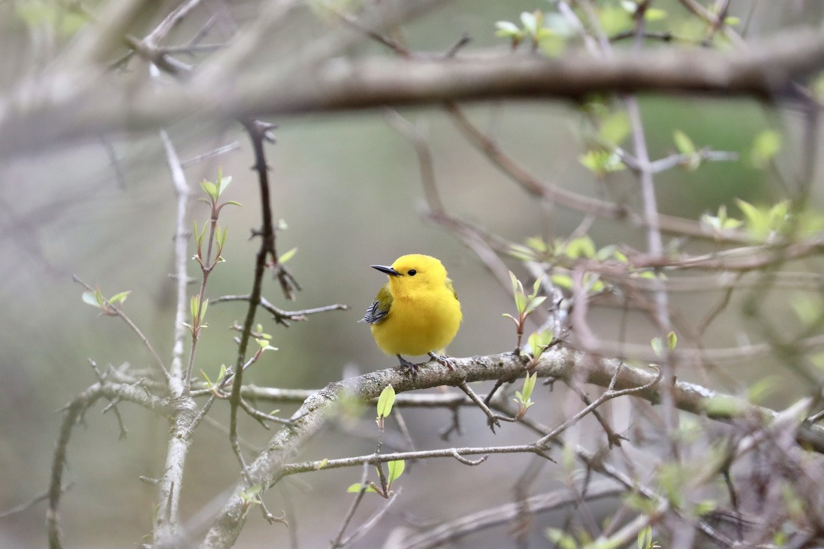 Prothonotary Warbler - ML617180892
