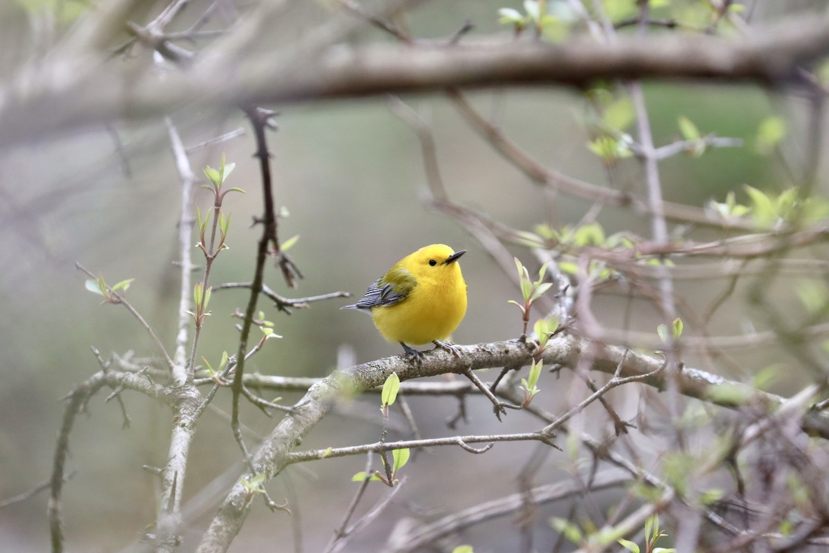 Prothonotary Warbler - ML617180893