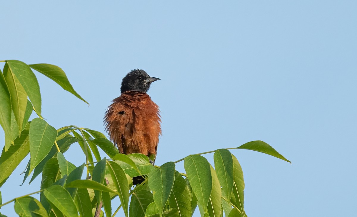 Orchard Oriole - ML617180990