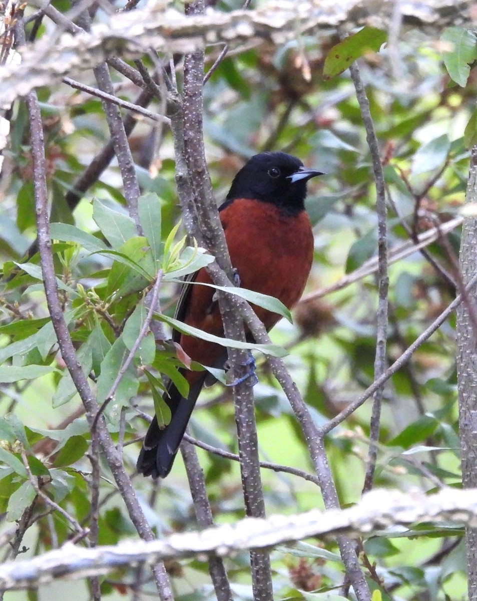 Orchard Oriole (Orchard) - ML617181116
