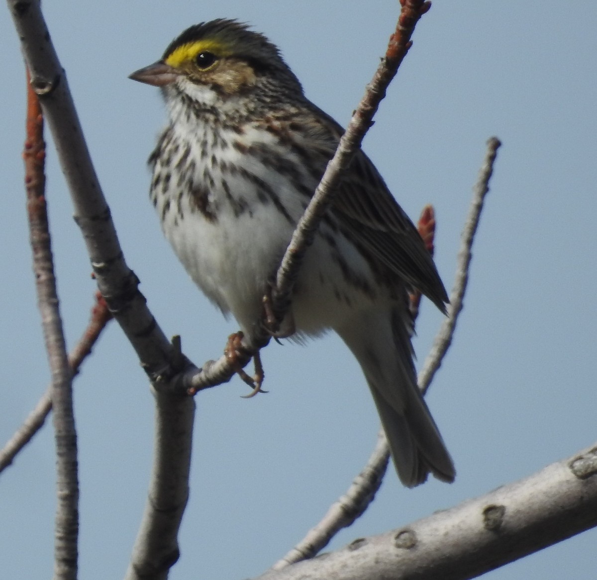 Savannah Sparrow - ML617181142
