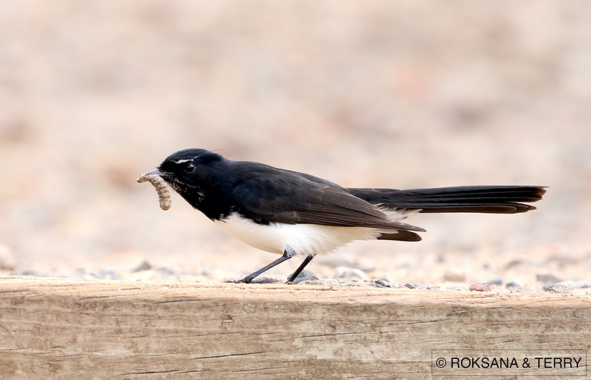 Willie-wagtail - Roksana and Terry