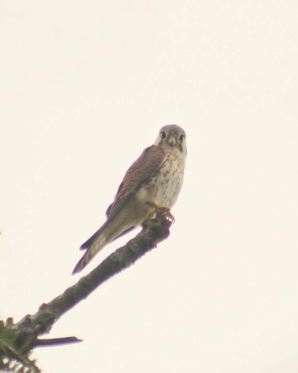American Kestrel (South American) - Guillermo Andreo