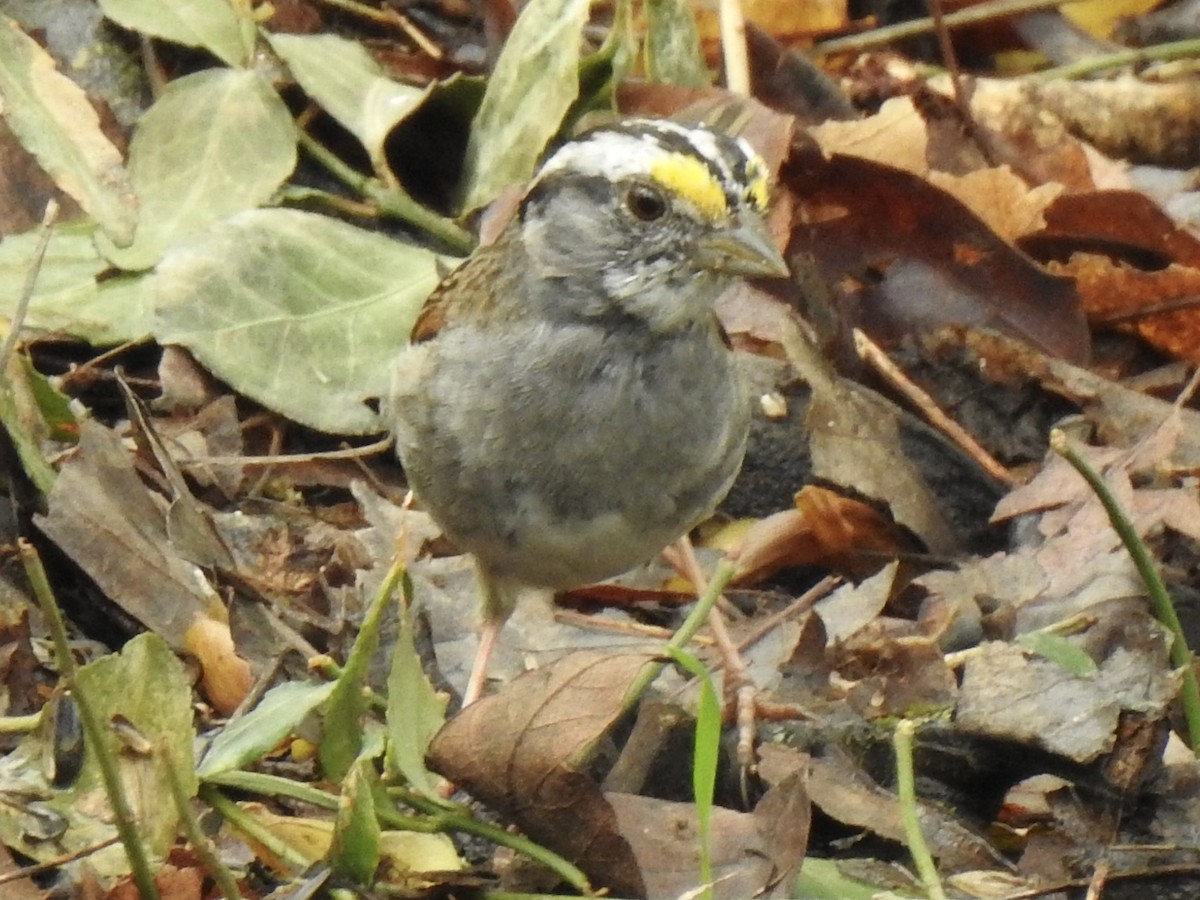 White-throated Sparrow - ML617181303