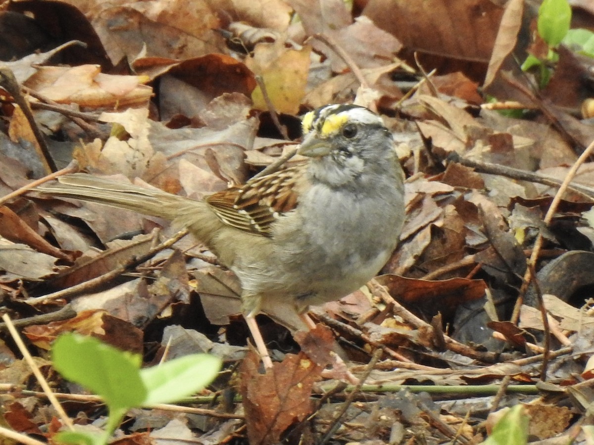 White-throated Sparrow - ML617181304