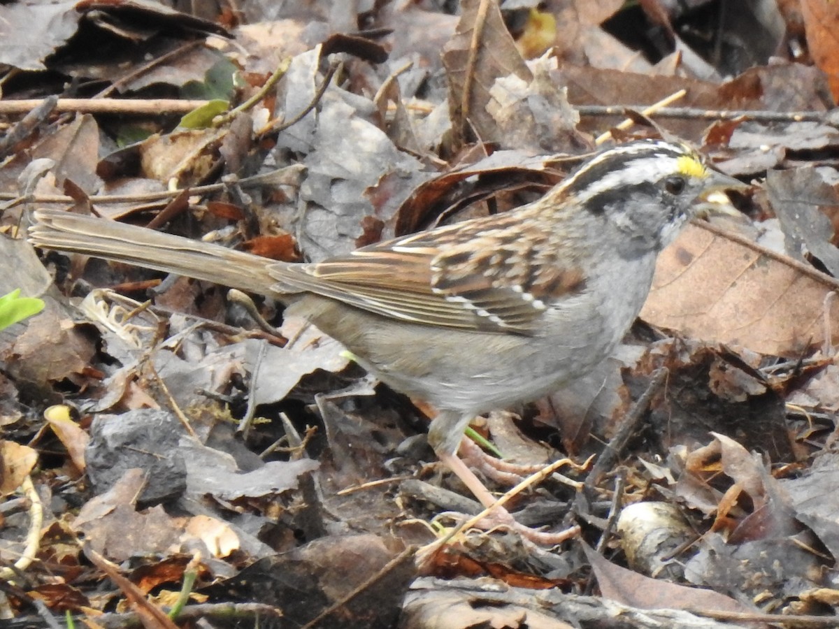 White-throated Sparrow - ML617181305