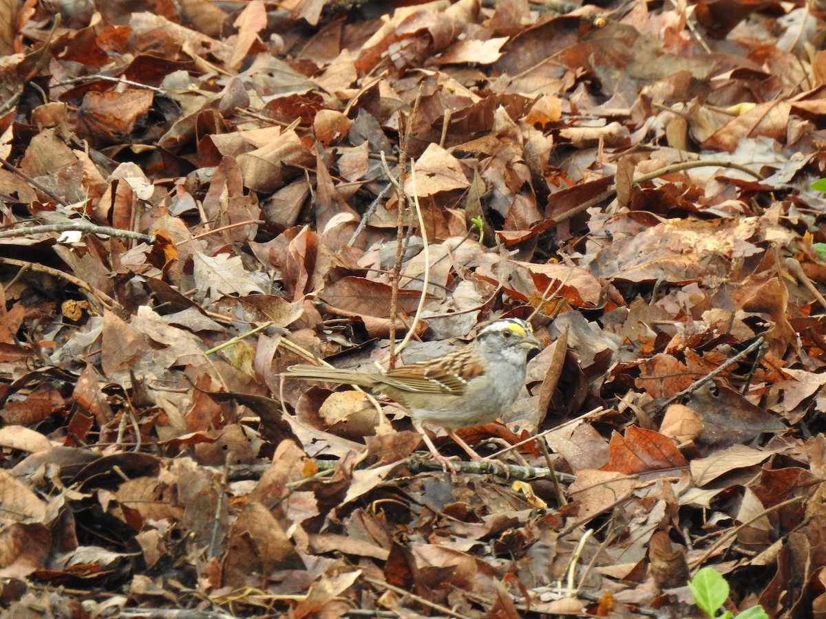 White-throated Sparrow - ML617181306