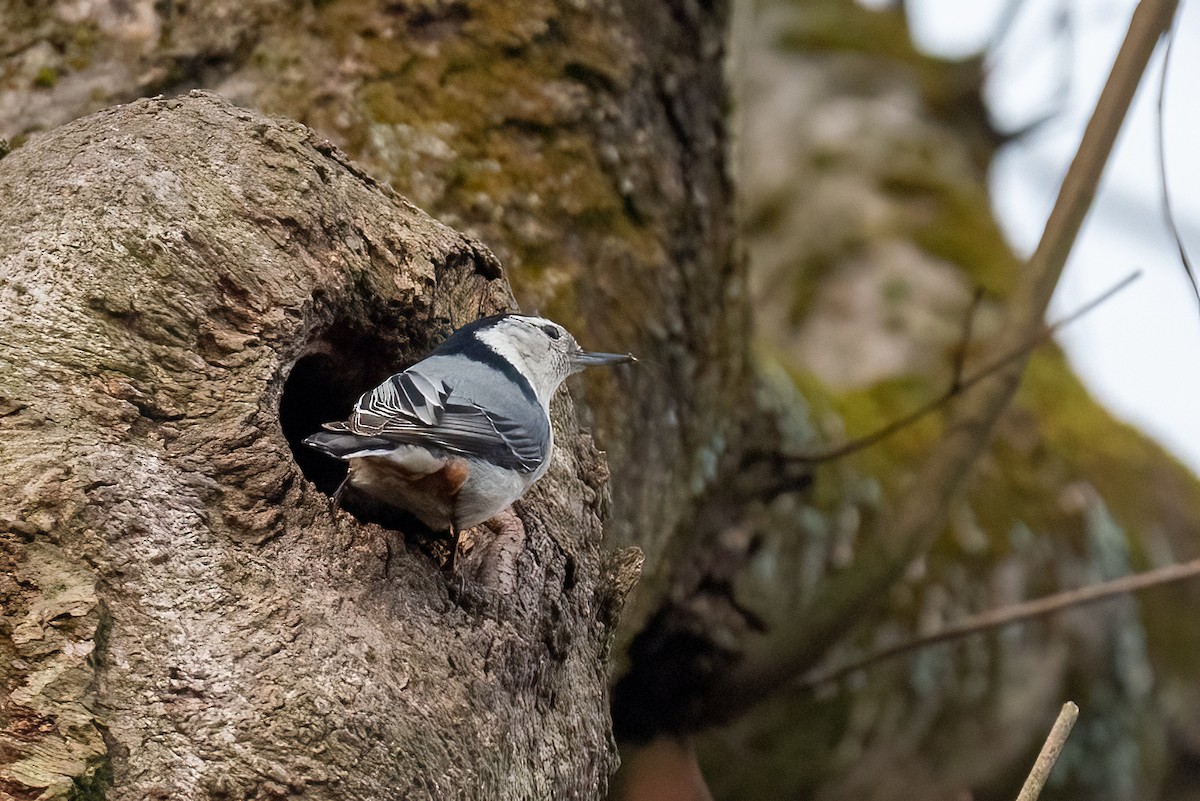 White-breasted Nuthatch - ML617181317