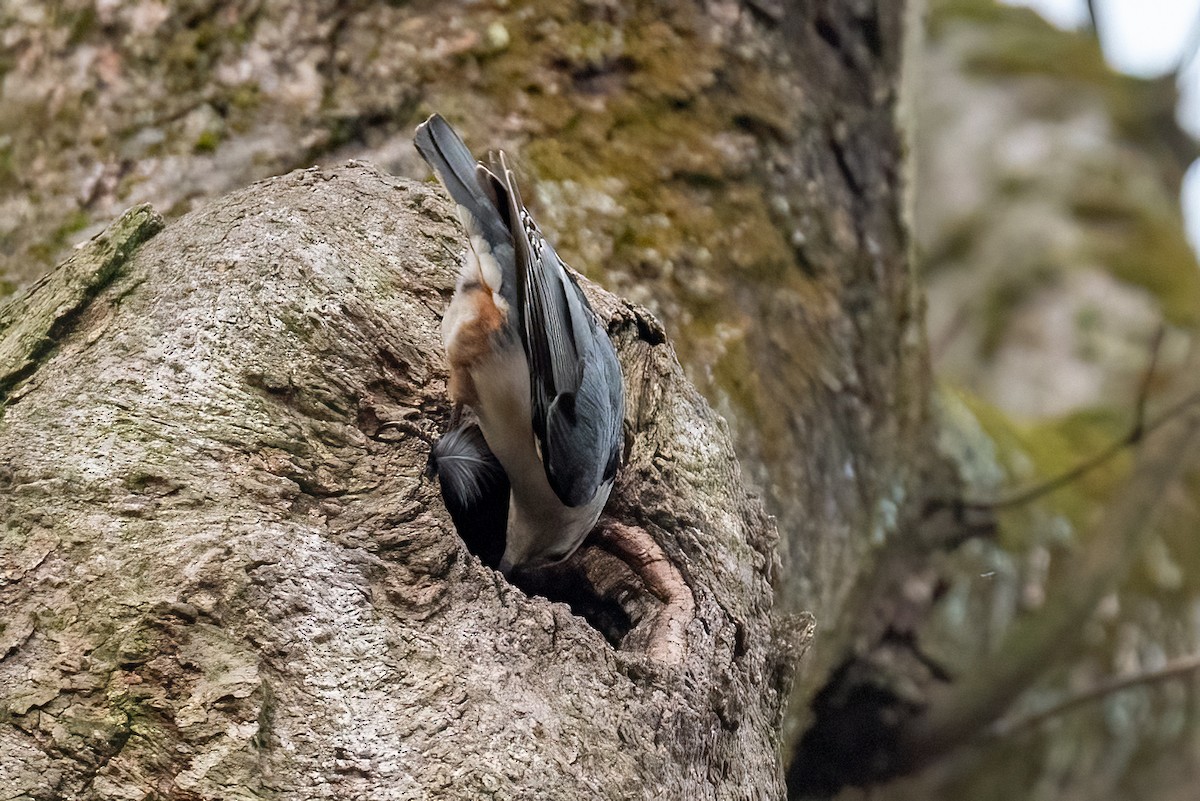 White-breasted Nuthatch - ML617181318