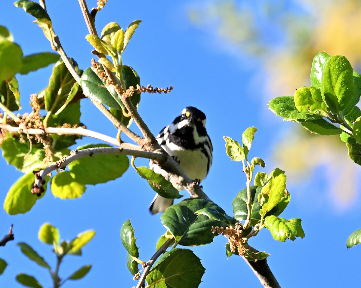 Black-throated Gray Warbler - ML617181369