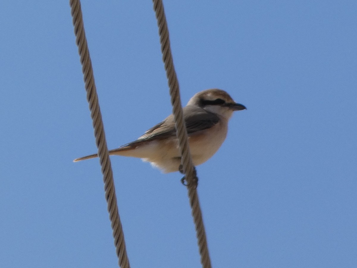 Red-tailed Shrike - James Court