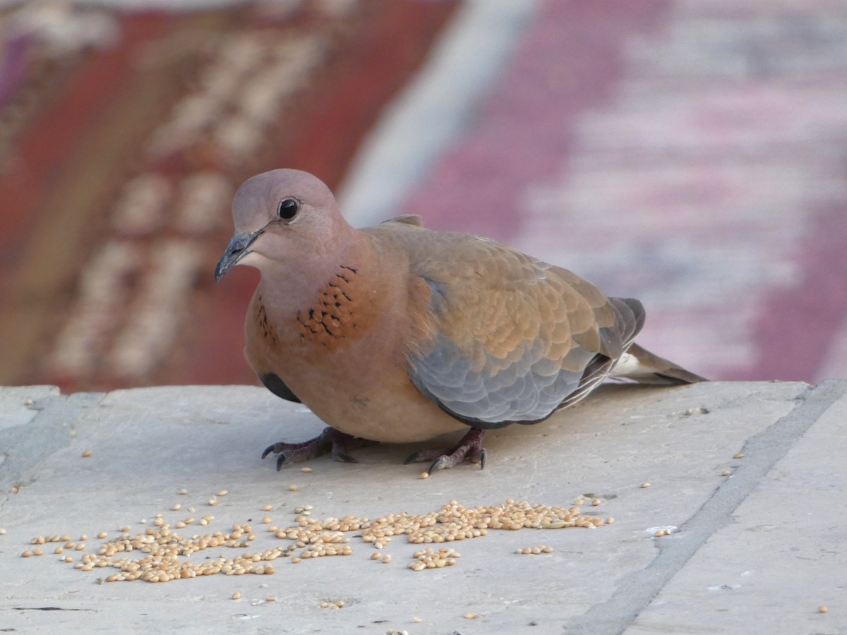 Laughing Dove - ML617181416