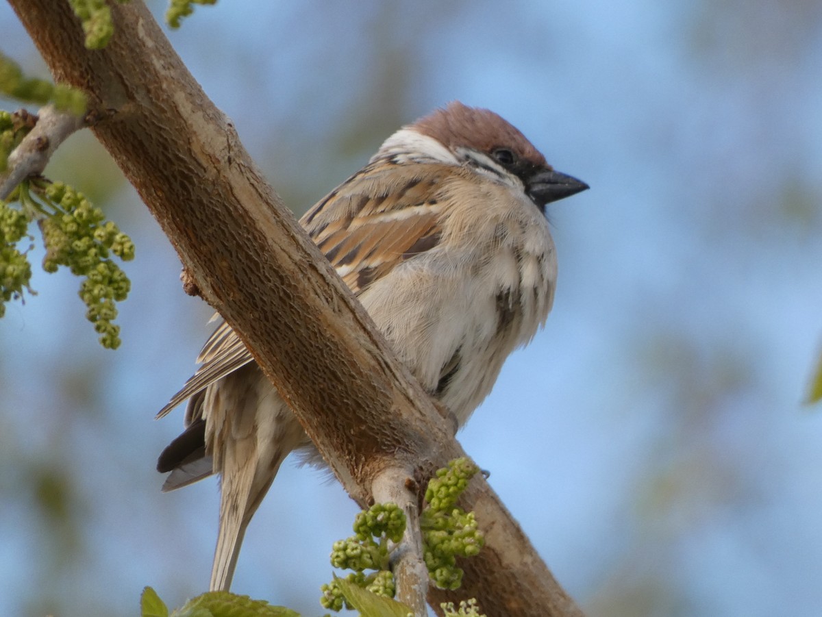 Eurasian Tree Sparrow - James Court