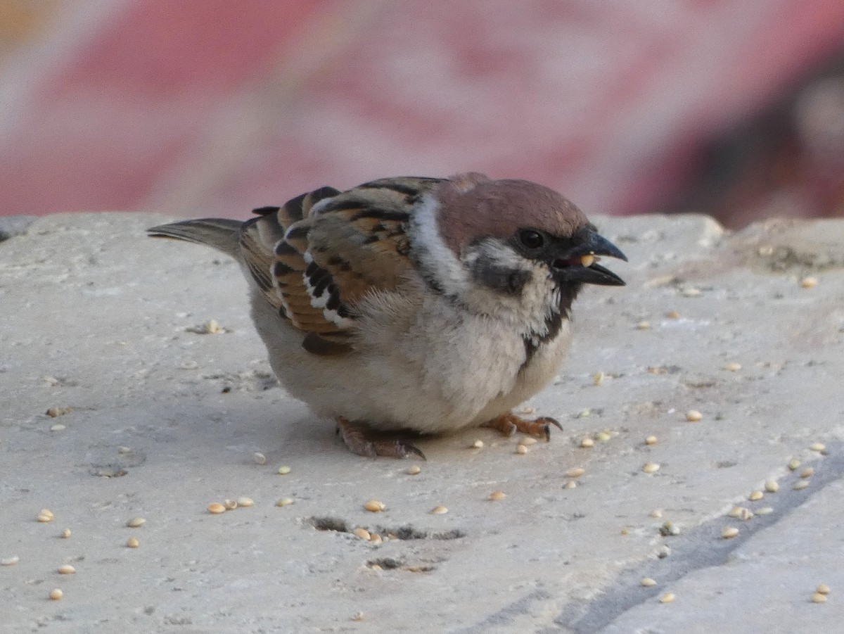 Eurasian Tree Sparrow - James Court