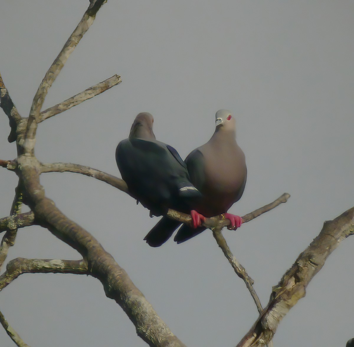 Pinon's Imperial-Pigeon - ML617181451