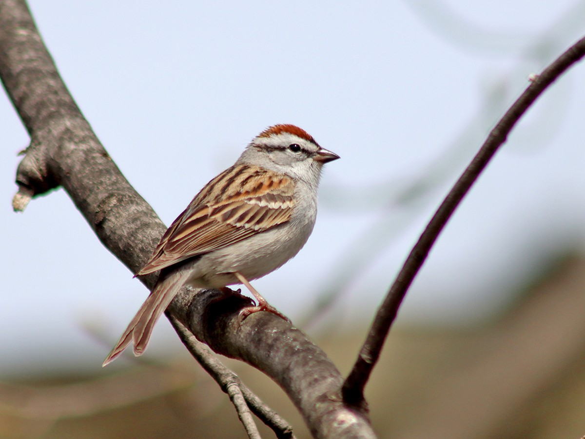 Chipping Sparrow - ML617181460