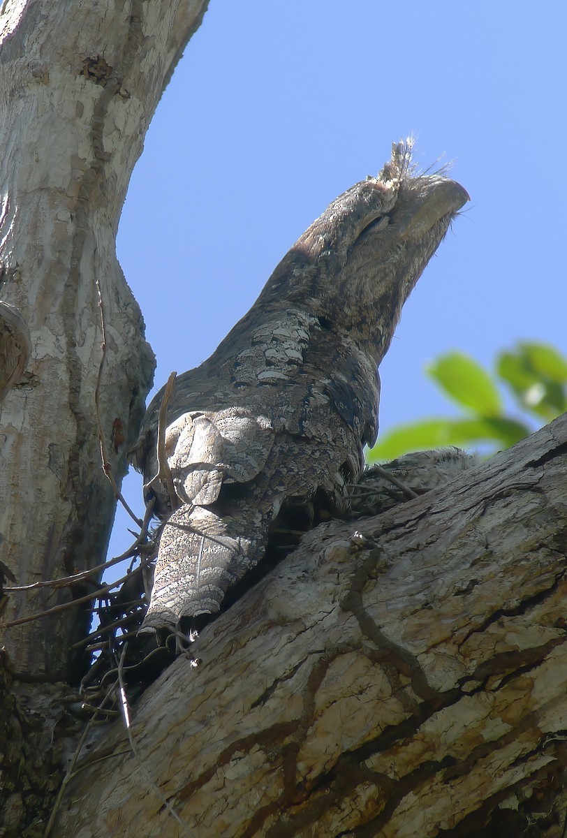 Papuan Frogmouth - ML617181481