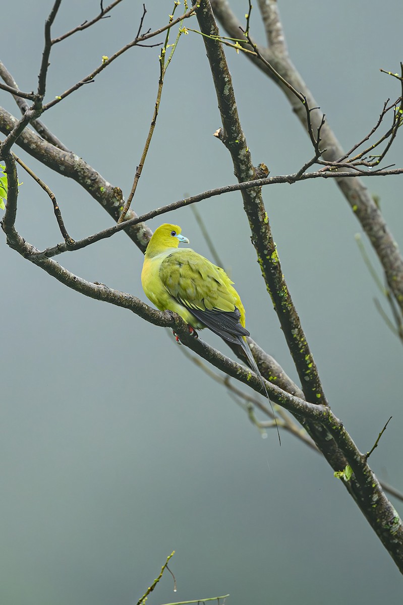Pin-tailed Green-Pigeon - ML617181528