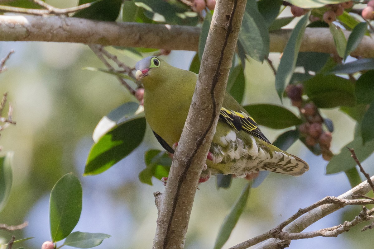 Thick-billed Green-Pigeon - ML617181593